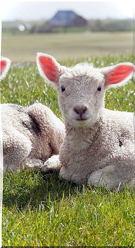 The reasons not to eat lamb