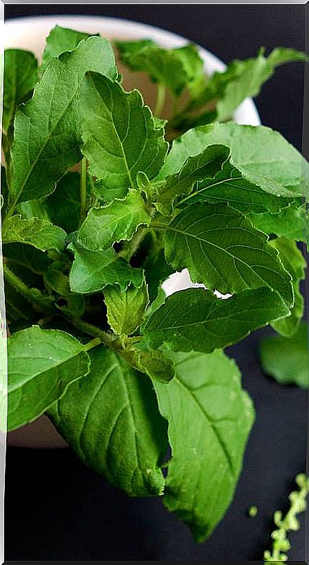 Tulsi holy basil