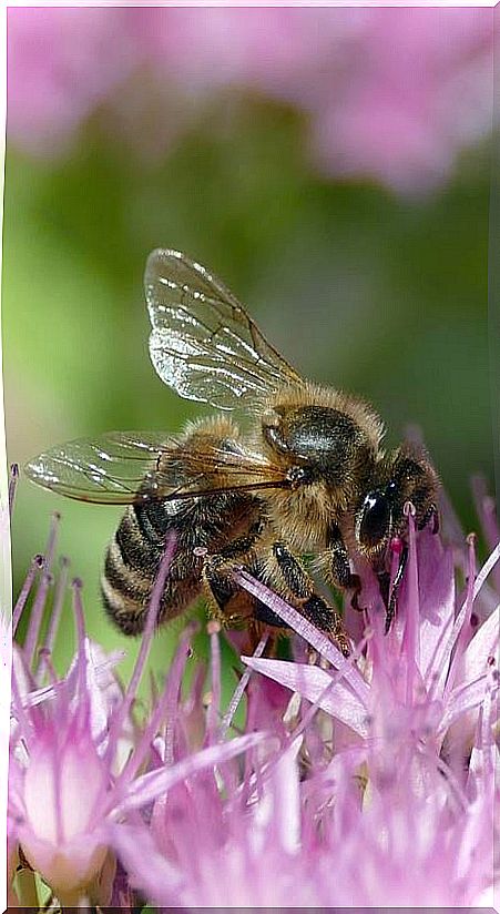 bee apis mellifica