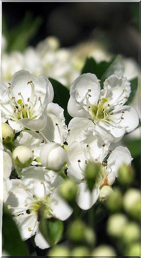 White hawthorn