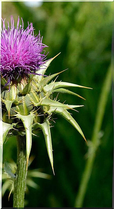 Milk thistle against cancer