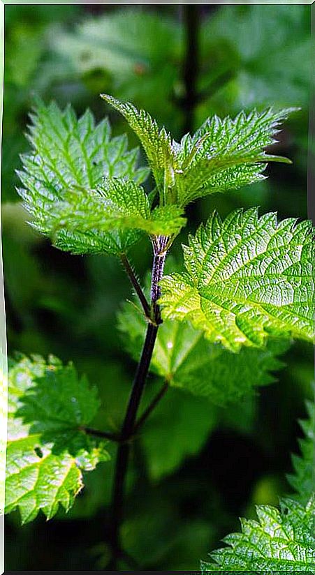 nettle